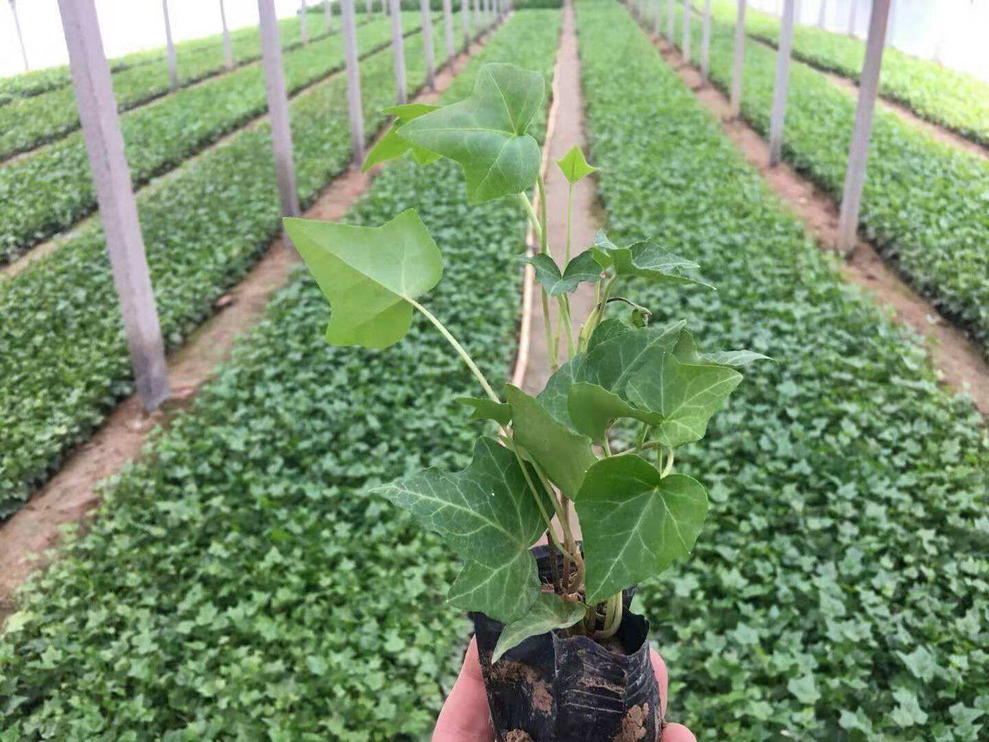 �����B(y��ng)�ַ���ϵ�y(t��ng)���ǻ��r(n��ng)�I(y��)���r(n��ng)�I(y��)ʾ���^(q��)�еđ�(y��ng)�÷���